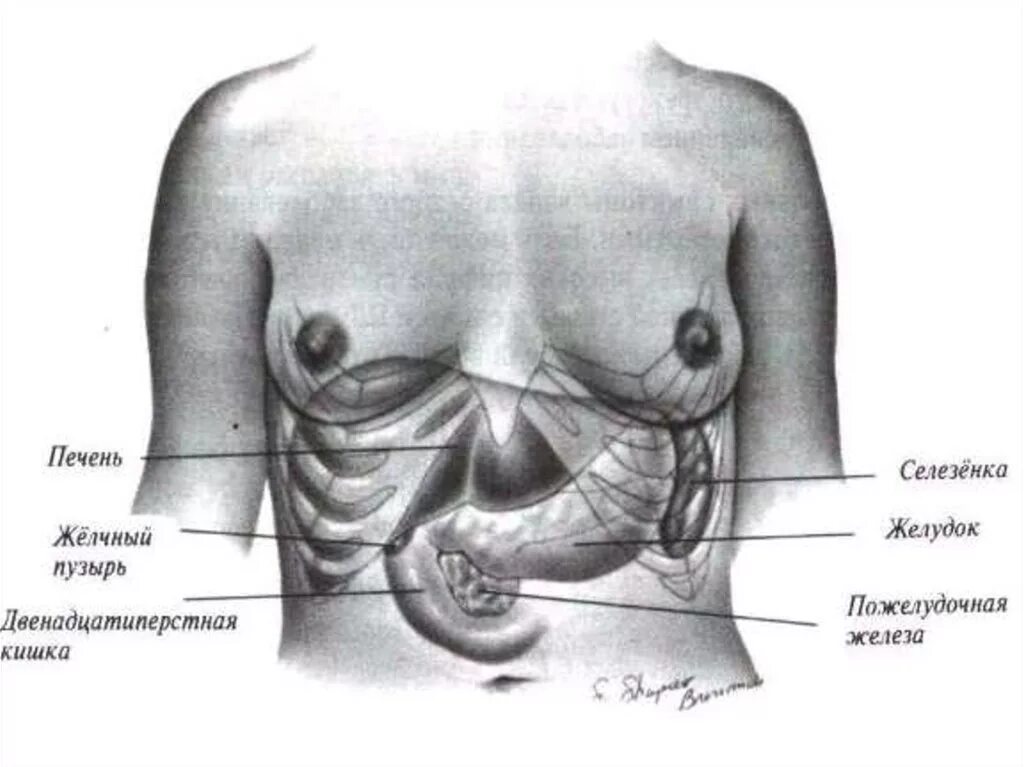 Селезенка желудок поджелудочная железа. Селезенка схема расположения. Желудок желчный пузырь поджелудочная железа селезенка. Расположение печени поджелудочной железы и селезенки. Желчный пузырь расположение.