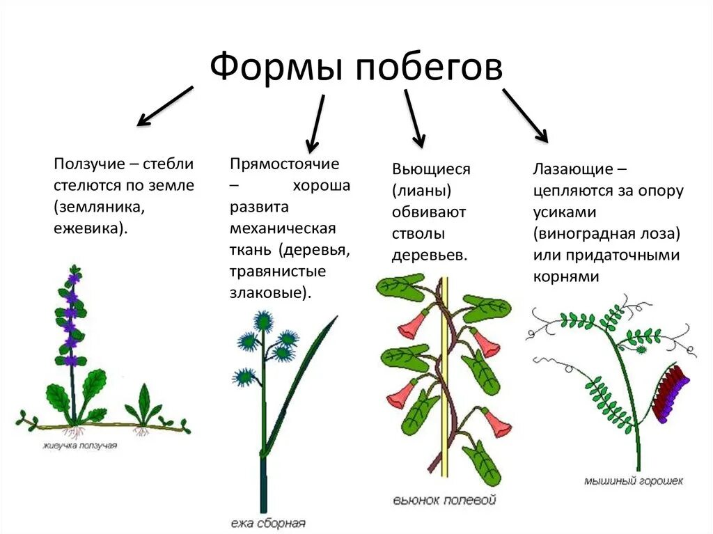 Типы стеблей схема. Растения с ползучими побегами. Стебли прямостоячие вьющиеся лазающие ползучие. Строение стебля. Многообразие стеблей. Из какой почки появляется соцветие