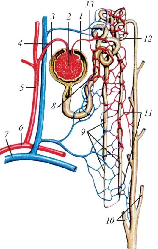 Кровоснабжение нефрона схема. Схема строения и кровоснабжения нефрона. Строение и кровоснабжение нефрона. Строение нефрона почечная артерия. Система кровообращения почек