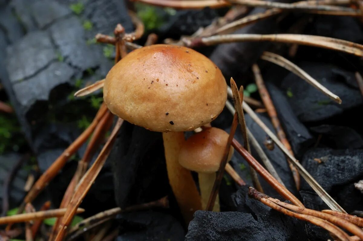 Гриб пила. Чешуйчатка угольная Pholiota carbonaria. Чешуйчатка Гаревая. Pholiota highlandensis. Чешуйчатка Гаревая гриб.