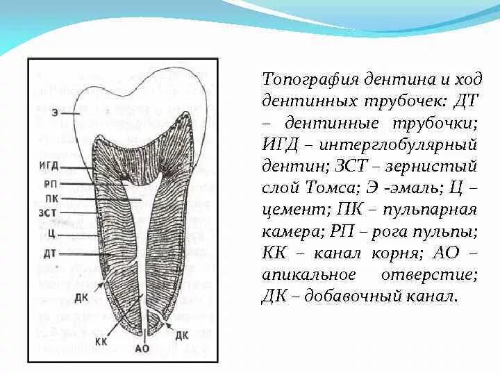 Особенность строения дентина какую функцию он выполняет. Строение дентина зуба гистология. околопульпарный дентин гистология. строение дентина гистология.