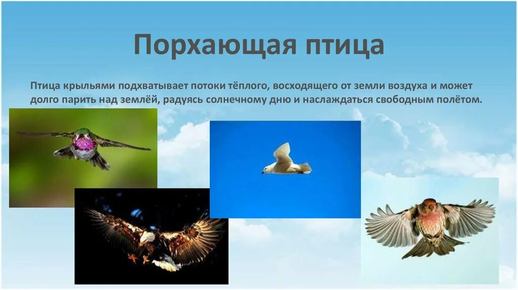 Ноты пташка. Порхай птичка песня. Птицы ноты. Птичка в полете. Порхай птичка песня.