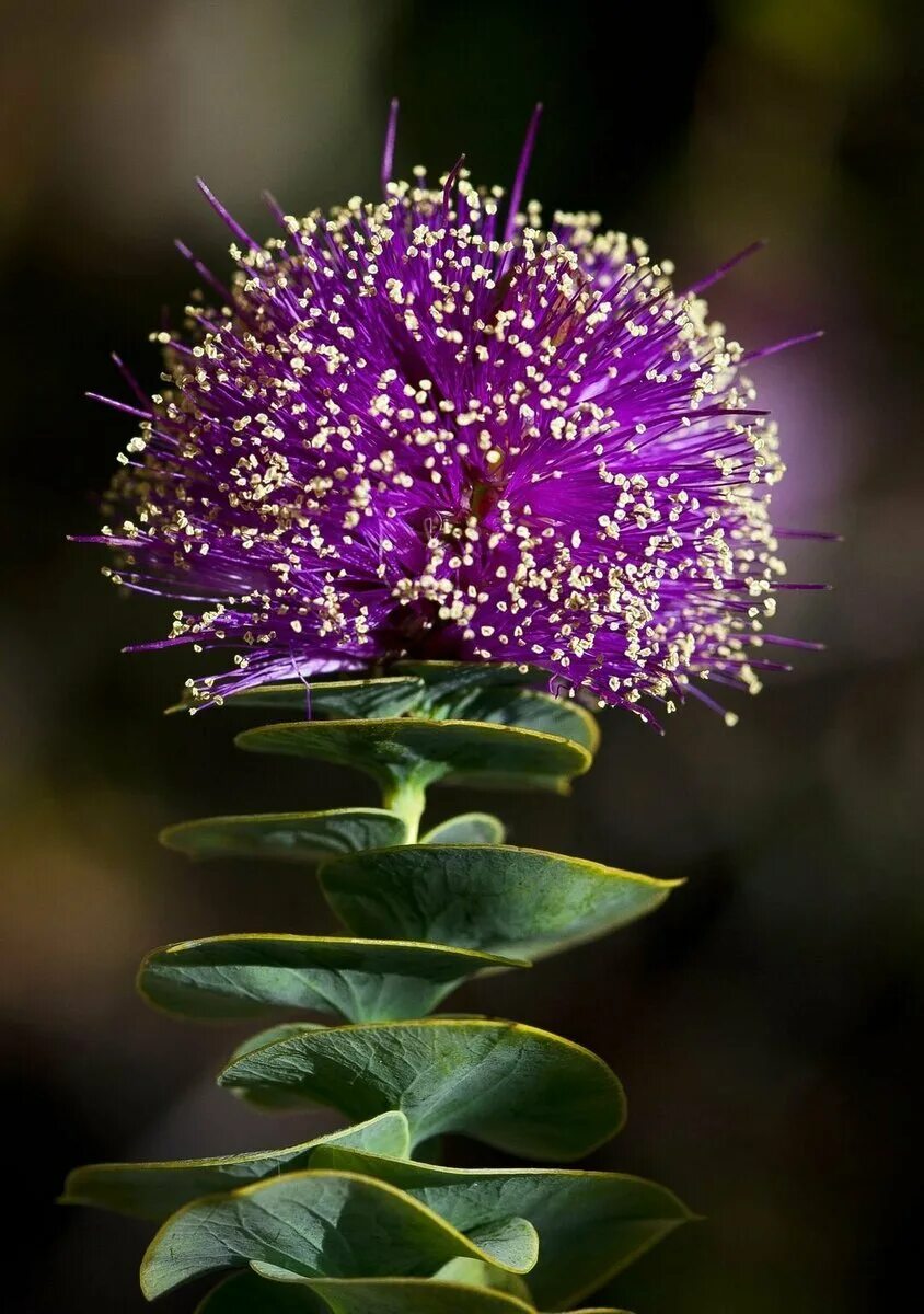 Капур качари растение. Eremae violacea. Мелалеука сиреневые цветы. Эремайя одноцветная eremaea violacea.