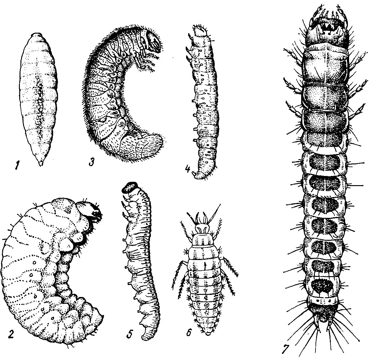 Личинки жука долгоносика. Червеобразная личинка мухи. Личинка ручейника долгоносика. Камподеовидные личинки.