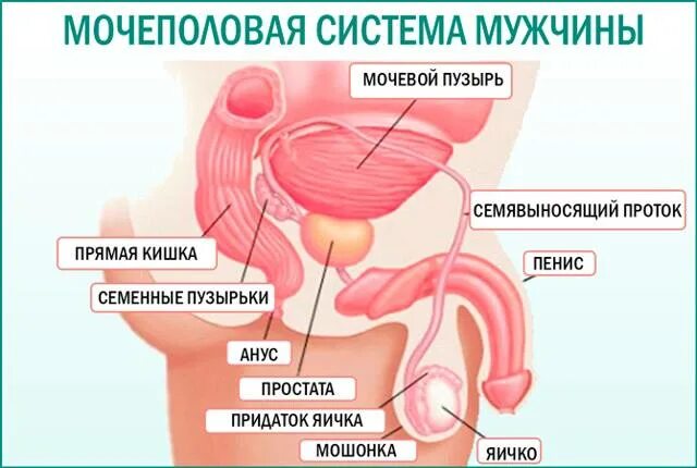 Мочевой пузырь анатомия расположение у женщин РАК МОЧЕВОГО ПУЗЫРЯ. АНАТОМИЯ Роды за границей в Европе