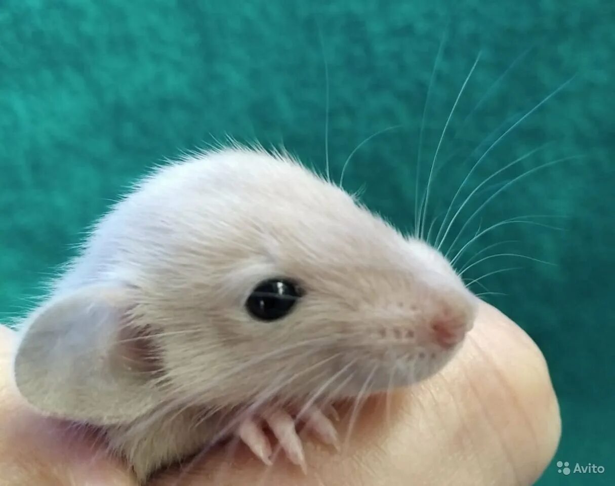 Крыса дамбо сиамская. Крыса дамбо рекс сиам. Крыса дамбо сиамская. Гималайская крыса дамбо. Крыса дамбо сиамский окрас.