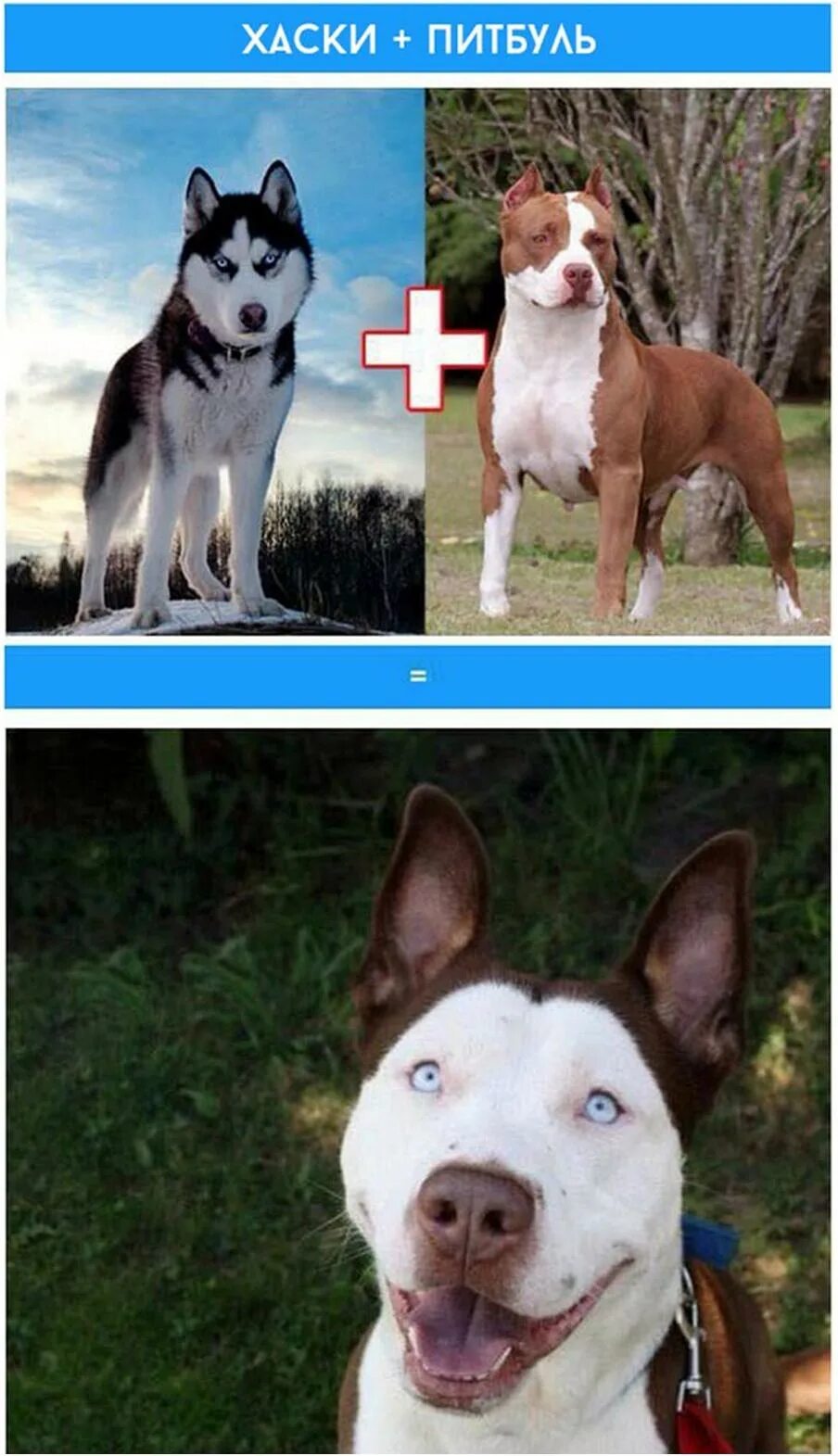 питбуль и хаски. порода корги далматинец. смешные породы собак. красивые помеси собак. гибриды собак.