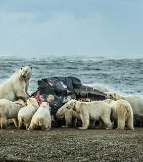 Белый медведь осталось