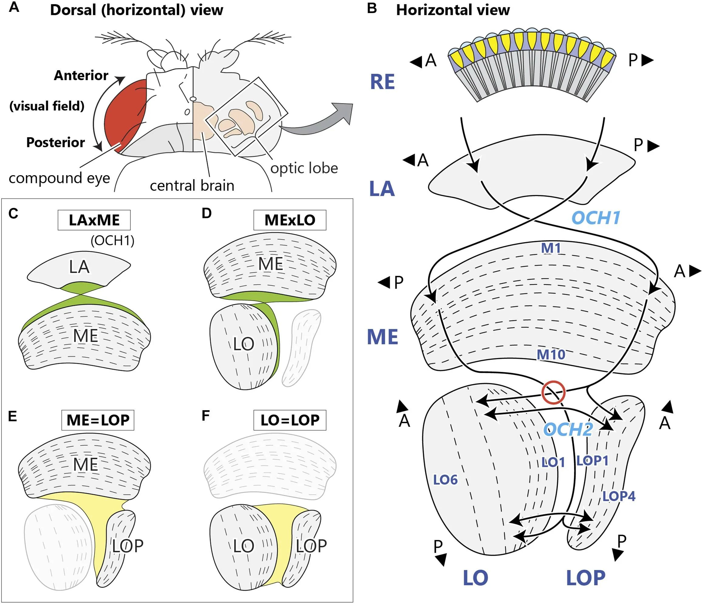 Visual system