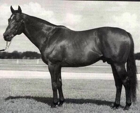 Знаменитые лошади. Лошадь с сигарой. Famous horses. Horse that won ________ race was owned by mr johnson. Самые знаменитые лошадей в мире.