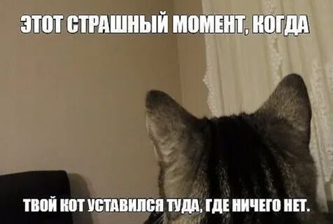 Где твой котик
