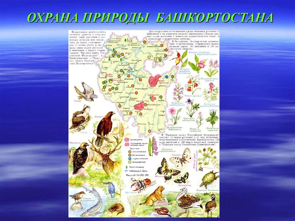 Разнообразие природы родного края башкортостан. Растительный и животный мир башкортостана карта. охрана природы башкирии. книга природа родного башкортостана. животные и растения башкирии.