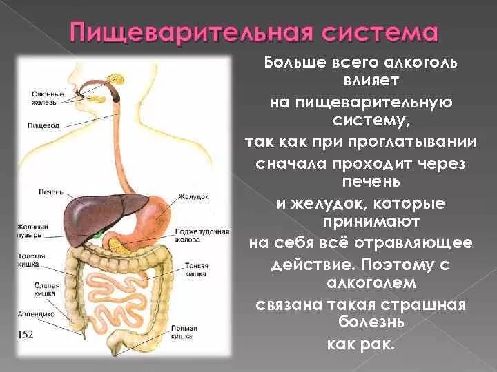 Перекрест пищеварительного и дыхательного путей происходит в