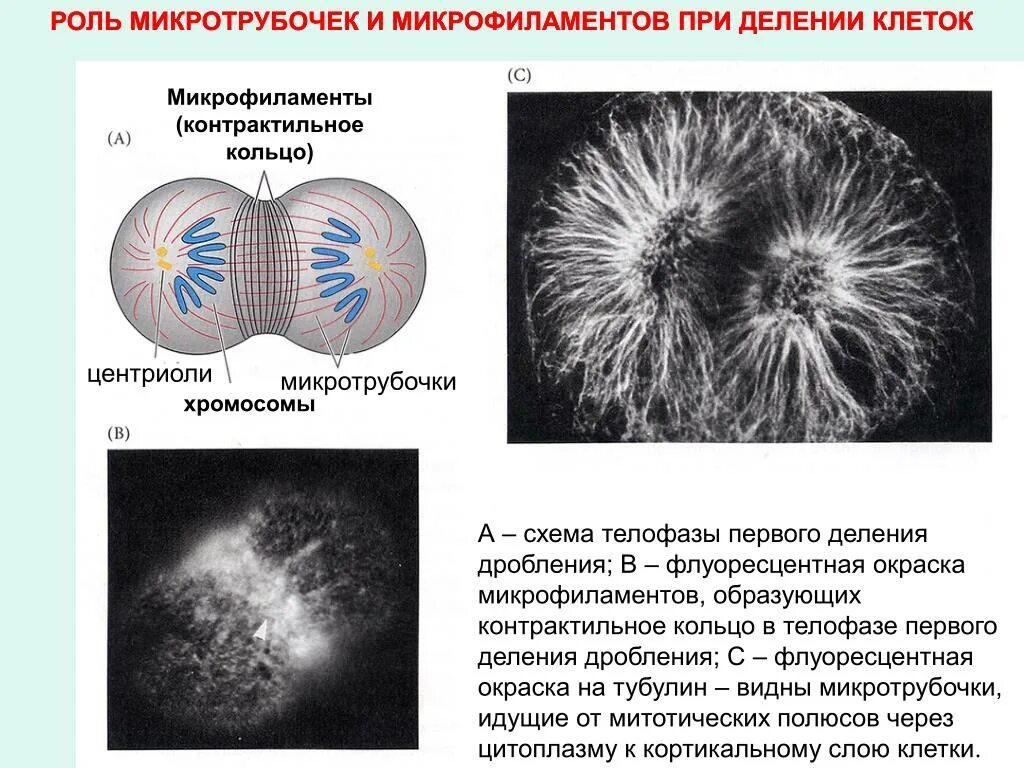 Вещество разрушающее микротрубочки веретена деления. Микротрубочки веретена деления. Микротрубочки при делении клетки. Микрофиламенты при делении клетки. Хромосомы микротрубочки.