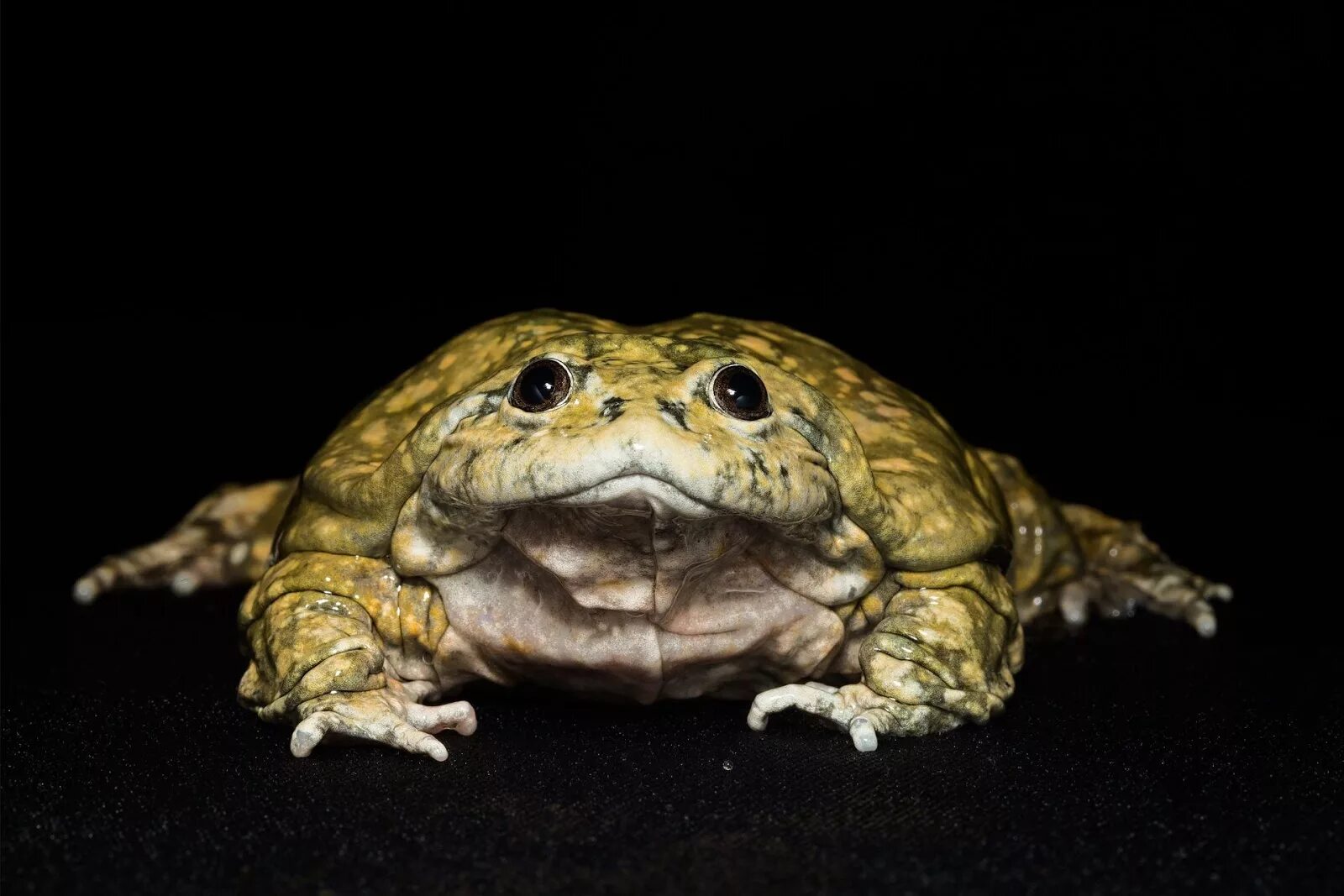 Жаба подмосковная. Животные больше жаб. Лягушка зеленая болотная. Гигантская жаба. Животные больше жаб.