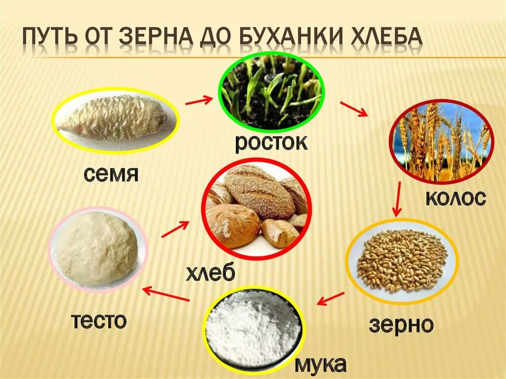 Хлеб растительного происхождения. От зернышка до хлеба. Путь от зерна до буханки хлеба. Путь от зернышка до хлеба. Путь хлеба от зерна до стола для детей.