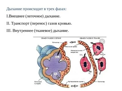 Прямое легочное дыхание