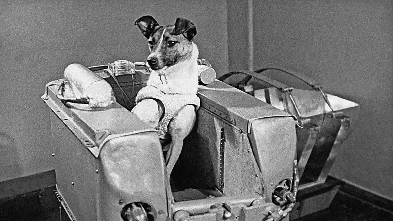 Первая собака космонавт лайка. Спутник 2 лайка. Спутник 2 животное. Собака лайка 1957. Первый полёт в космос лайка.