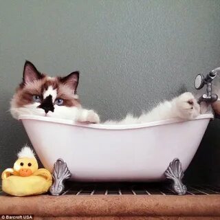 Ванна смешные картинки