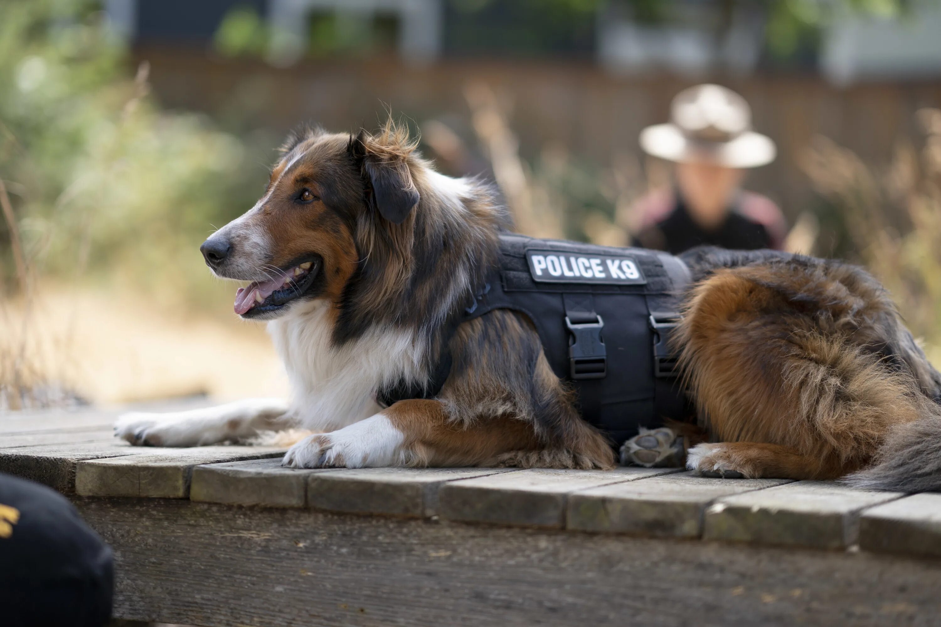 Руби собака спасатель. Руби, собака-спасатель фильм 2022. Руби, собака-спасатель фильм 2022. Руби, собака-спасатель фильм 2022. Руби собака спасатель 2022.