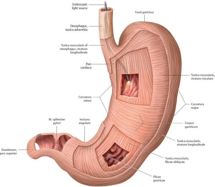 Задняя стенка пищевода. Строение желудка анатомия латынь. Свод желудка анатомия латынь. Атлас по анатомии строение желудка. Желудок анатомия Неттер.