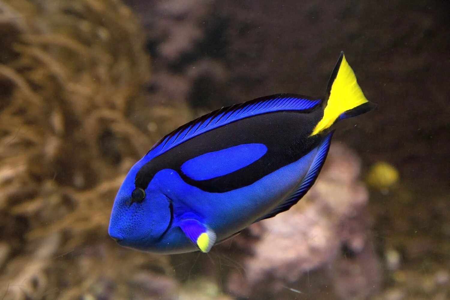 Acanthurus leucosternon хирург белогрудый. Голубой хирург (paracanthurus hepatus). Зебрасома ксантурум. Синяя рыба название. Синяя рыба название.