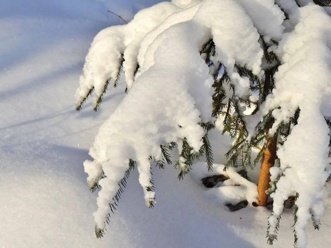 пушистым снегом покрылись. рыхлый снег. пушистым снегом покрылись. ветки в снегу. зимний кот.