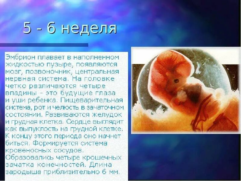 Эмбрион человека это. Эмбриональный срок 6 недель. Эмбриональное развитие человека 6 недель. У эмбриона человека закладывается. Как зарождается эмбрион.