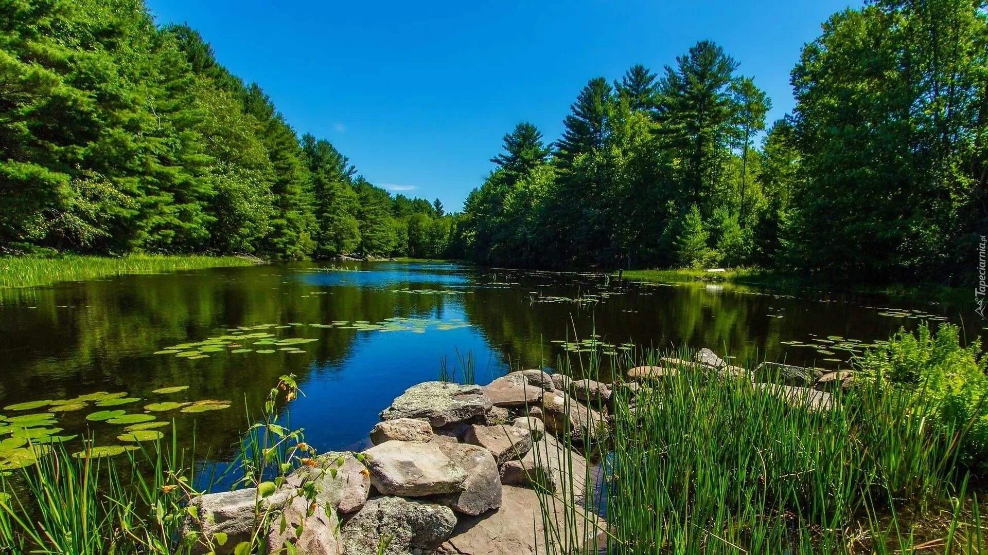 Природа пруд озеро. Природа летом. Водный пейзаж. Природа пруд. Озеро в лесу.