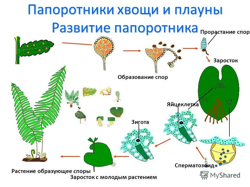 Хвощи размножаются. Схема размножения споровых растений. Схема размножения споровых растений 6 класс. Схема размножения спорх растений. Размножение папоротников 6 класс биология.