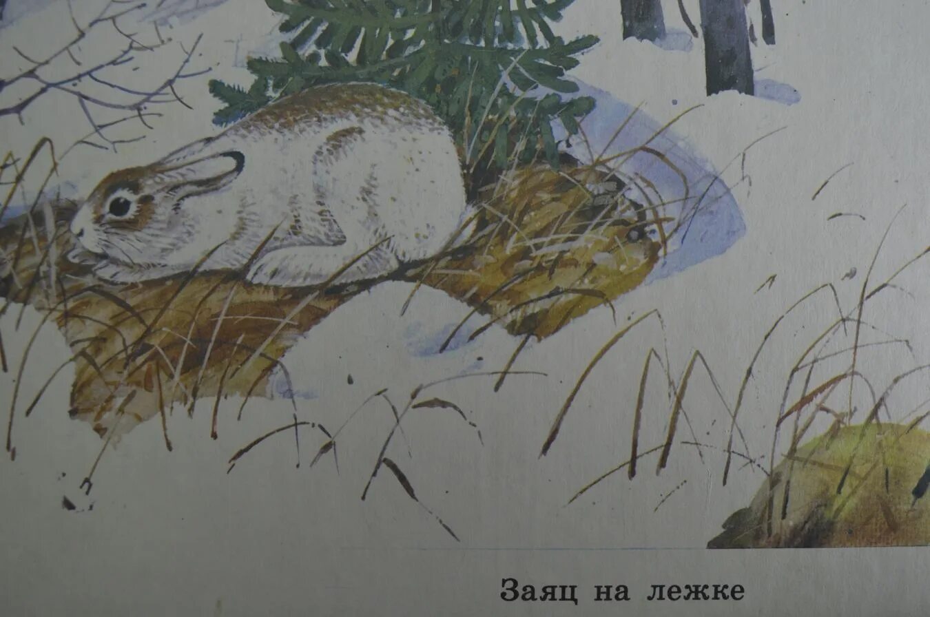 Сюжетная картина «кролики. Заяц картина. Дикие животные зимой для детей. Зайчик в лесу. Рассказ по картине зайцы в старшей группе.