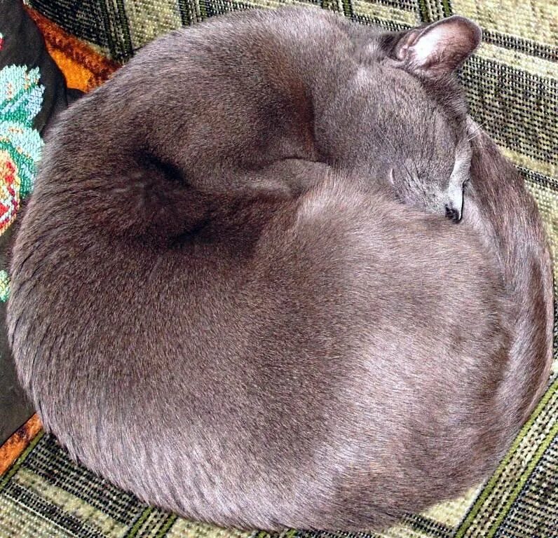 Почему кот круглый. Почему кот круглый. Британская кошка. Брюшная водянка у кошек. Кошачий зрачок.