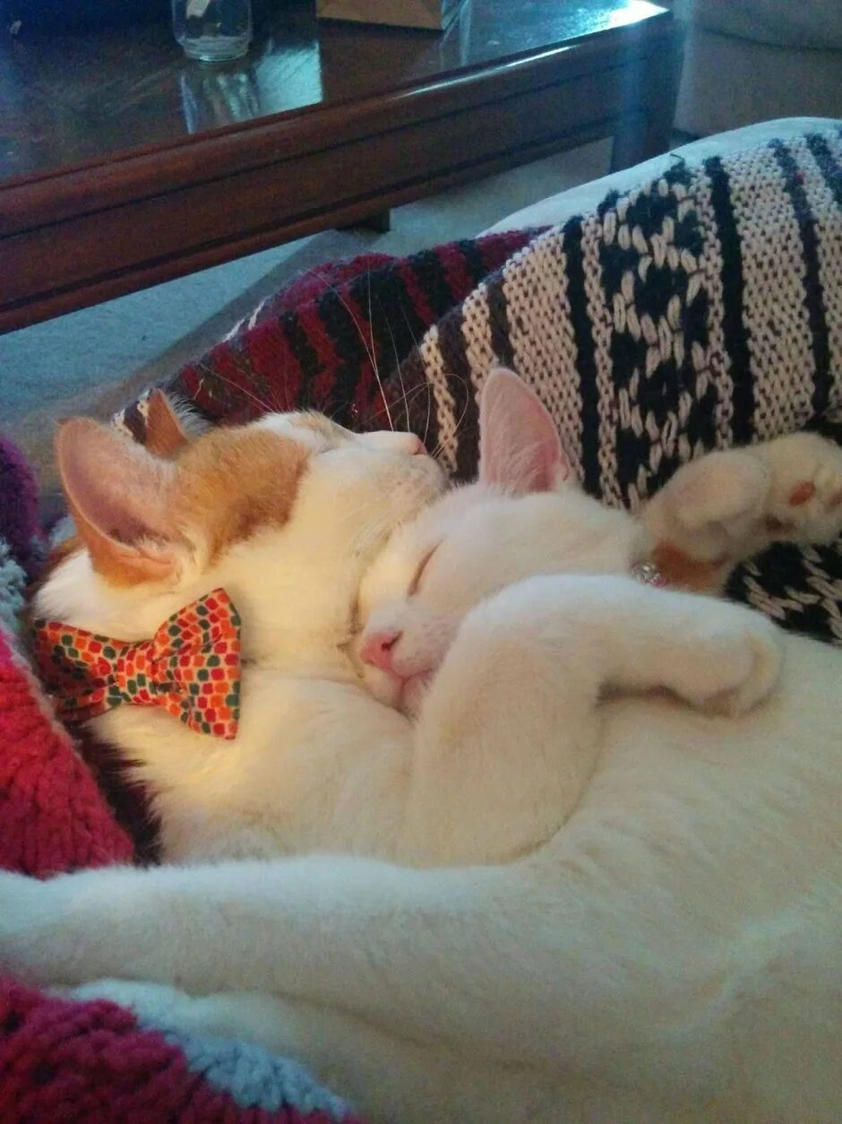 Спящие вместе коты. Животные спят в обнимку. котята спят в обнимку. спящие котята.