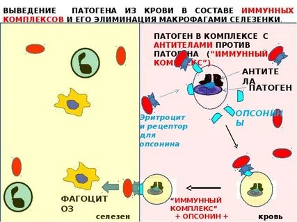 Роль антигенов в иммунном ответе