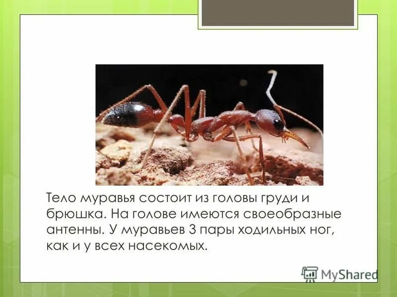 Внешнее строение муравья. Жизнедеятельность муравьев. Тело муравья состоит из. Название муравьев. Внешнее строение муравья схема.