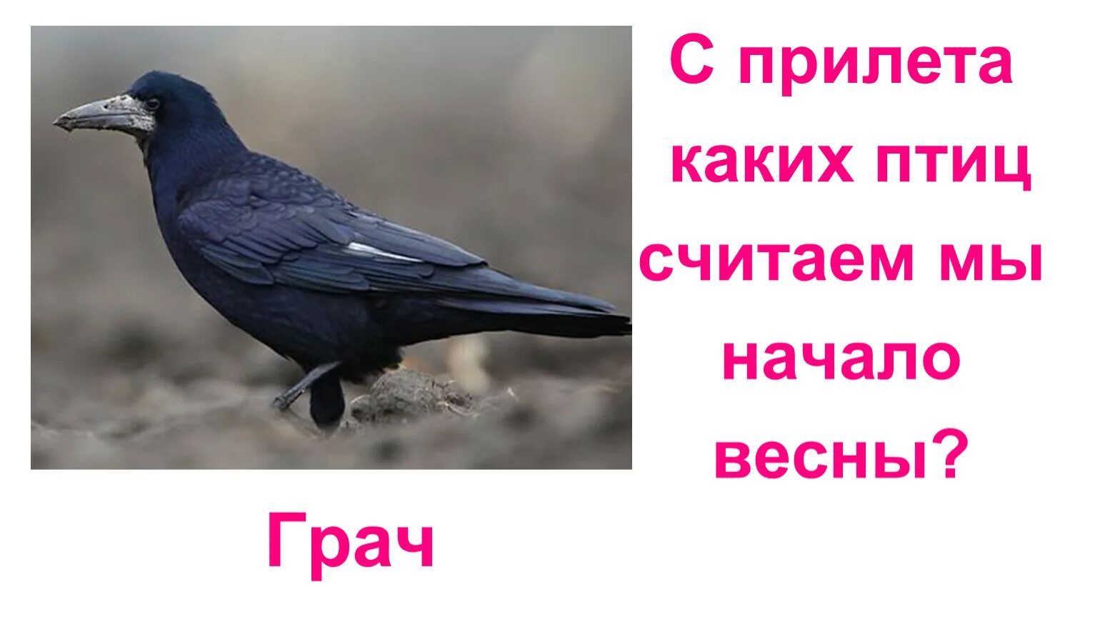 Какая птица считается вестником весны. Мы считали птиц. С прилета каких птиц считается начало весны. Считаем птиц.
