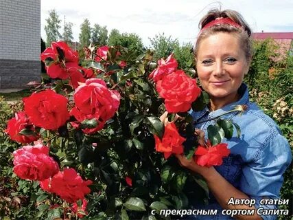 Питомник иващенко розы каталог на весну 2025