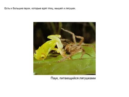 Есть ли лягушка пауков
