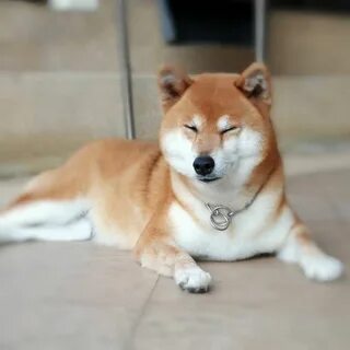 Китайская собака сиба