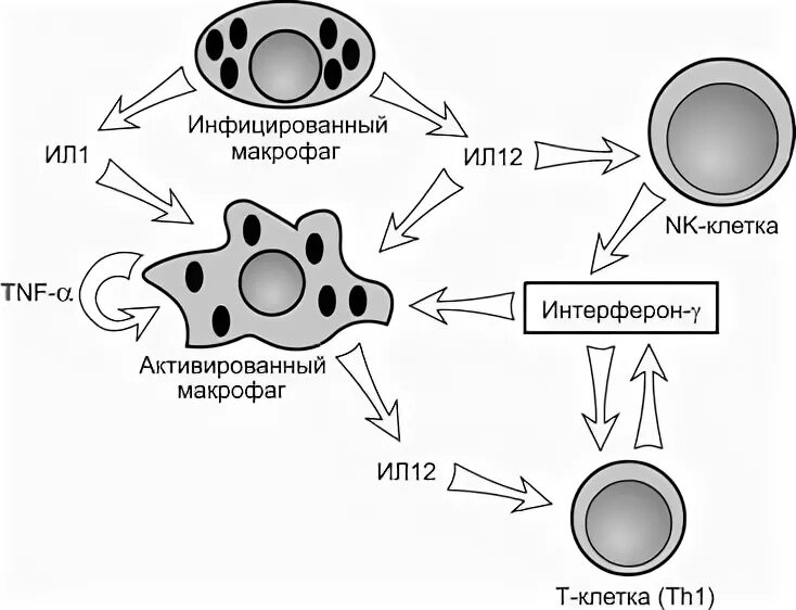 Макрофаги м1 и м2. Макрофаги типа 1. Макрофаги 2 типа. Активация макрофагов th1 клетками. Активированные макрофаги