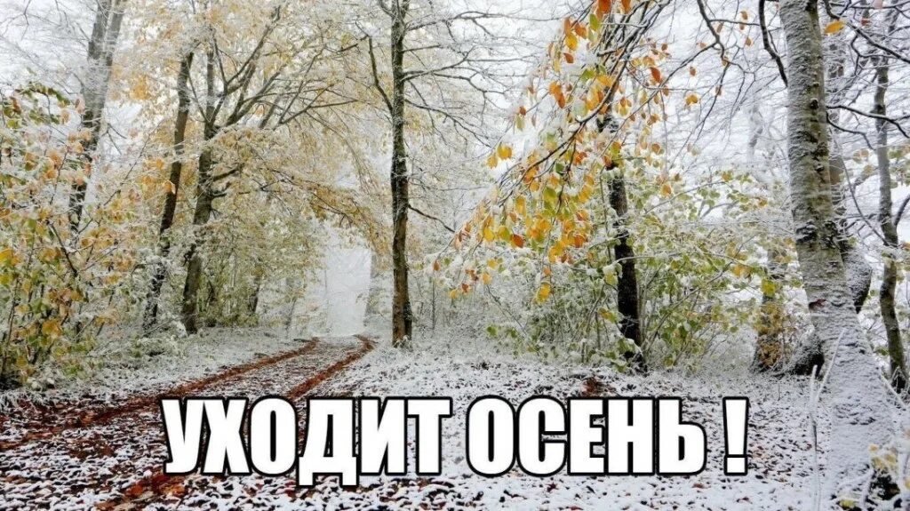 Две недели до зимы. Проводы осени встреча зимы. уходит осень в ноябре. пока ноябрь. осенний снегопад.