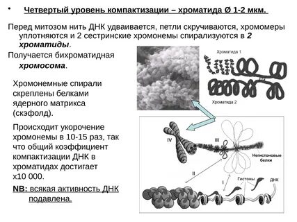 Метафазный хроматин