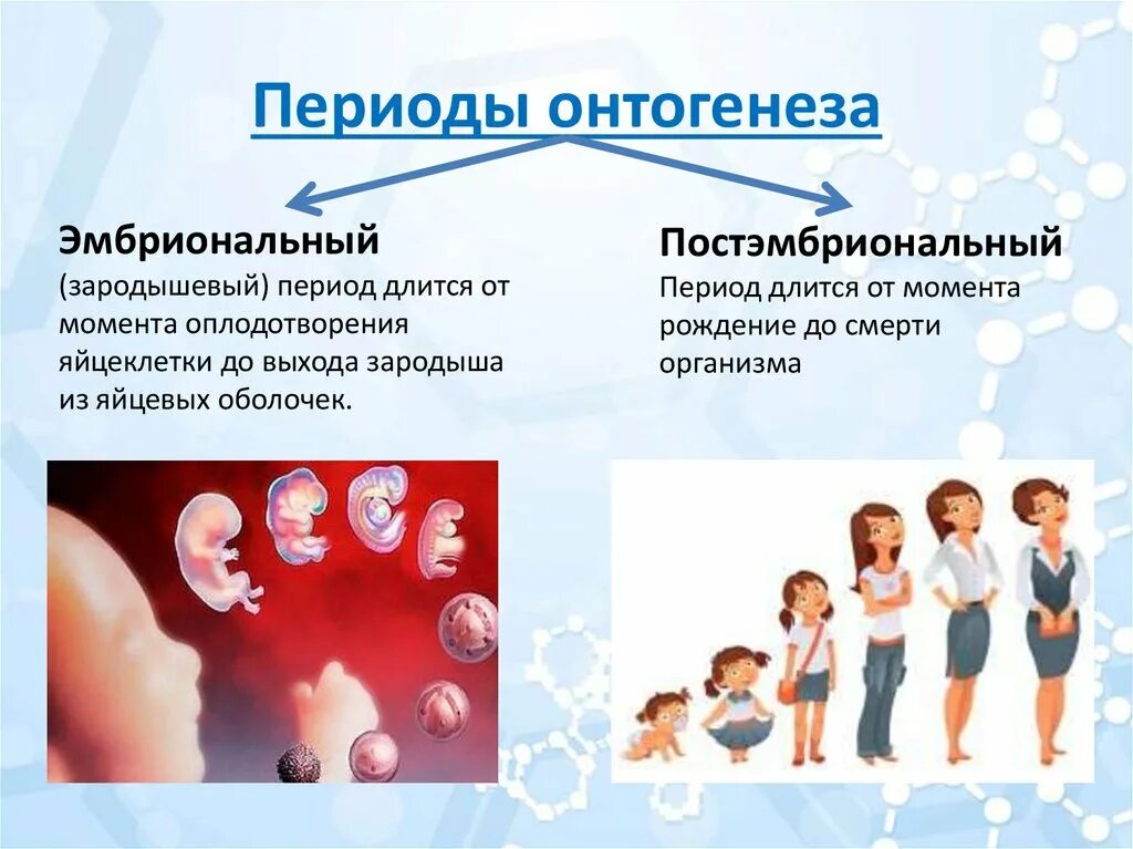 Онтогенез контрольная. Развитие организма в эмбриональном и постэмбриональном периоде.. Эмбриональный и постэмбриональный этап онтогенеза. Индивидуальное развитие эмбриональный период онтогенеза. Предэмбрональный периоды онтогенеза.