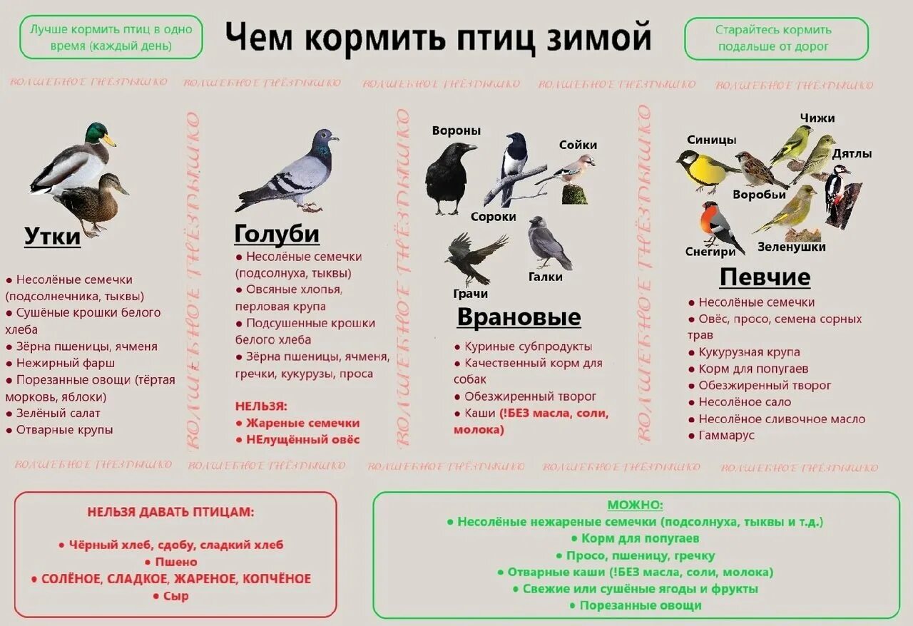 Можно ли кормить птиц гречкой. Можно ли кормить птиц гречкой