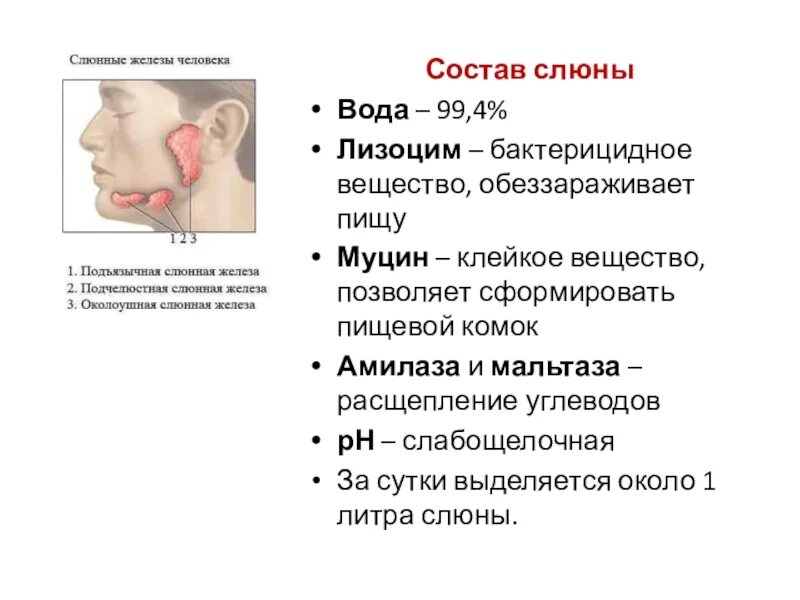 Обеззараживающее вещество слюны. Лизоцим бактерицидное вещество. Лизоцим слюны. Слюнные железы лизоцим.