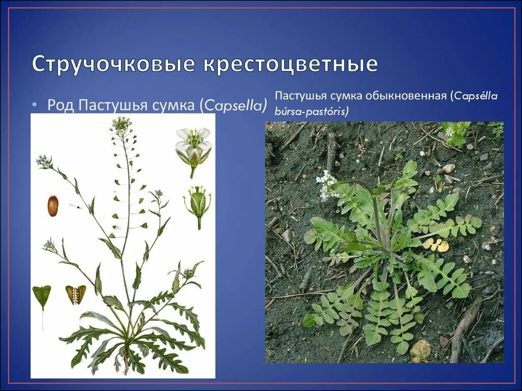 Пастушья сумка семейство. Пастушья сумка семейство. Пастушья сумка относится к семейству крестоцветных. Пастушья сумка относится к семейству крестоцветных. Пастушья сумка растения семейства крестоцветных.