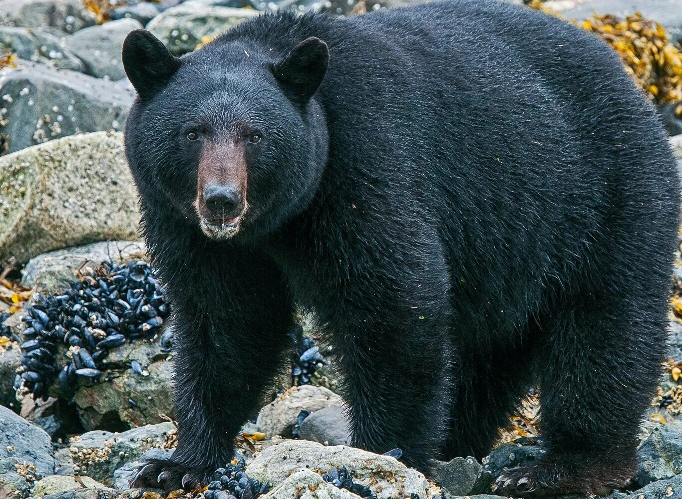 Барибал и бурый медведь. Барибал северной америки. Какие медведи обитают в америке. Какие медведи обитают в америке. Барибал северной америки.