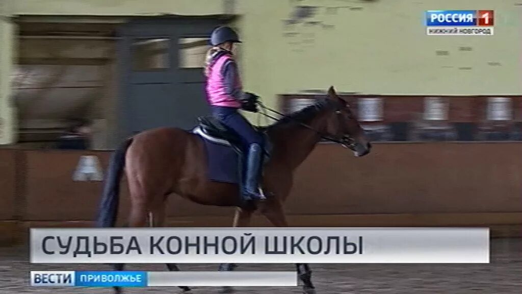 Сшор по конному спорту. СДЮШОР Нижний Новгород конный спорт. Конная школа Нижний Новгород Высоково. Конно-спортивная школа Нижний Новгород Высоково. СДЮСШОР конный спорт.