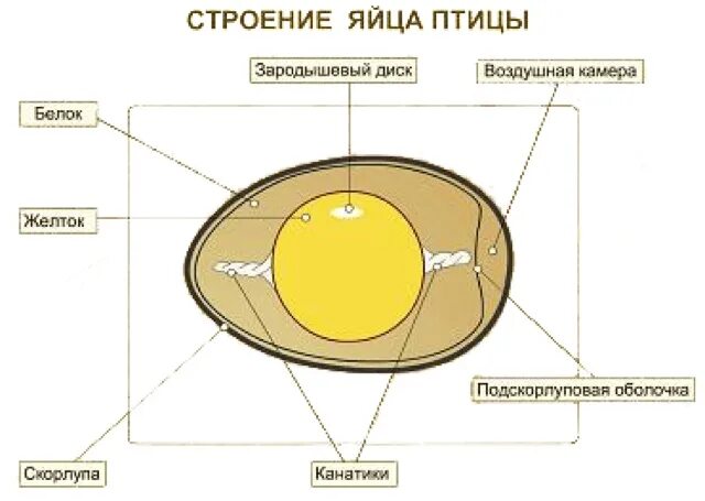 Строение яйца птицы анатомия. Строение яйца птиц птиц. Строение клетки куриного яйца. Строение куриного яйца с зародышем. Значение яйца птицы