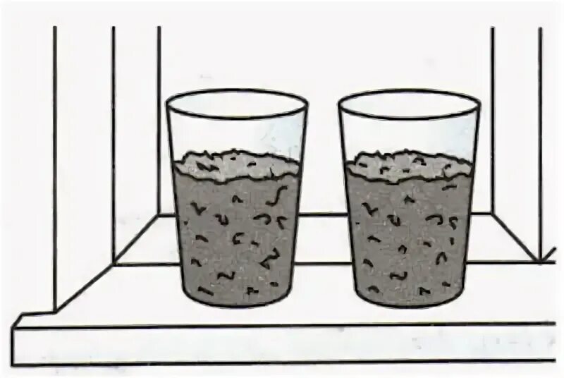 ученики проводили опыты по проращиванию